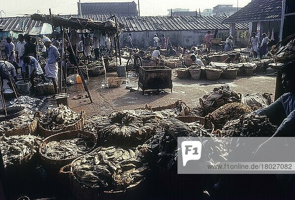Eine Szene auf dem Fischmarkt  Cochin  Kerala  Indien  Asien
