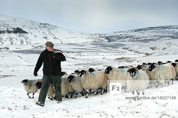 Domestic Sheep  Dalesbred flock  with shepherd leading on snow covered moorland  near Pen-y-ghent  Yorkshire Dales N. P. North Yorkshire  England  United Kingdom  Europe