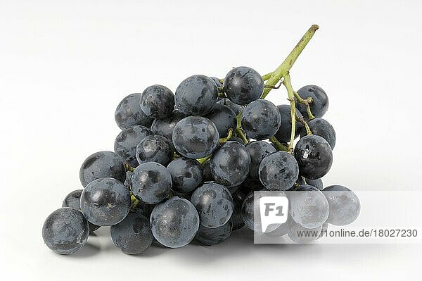 Bunch of Grapes Muscat Blau (Vitis vinifera)  Weintrauben Muscat Blau  innen  Studio
