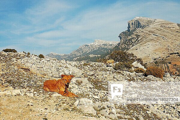 Zwischen Felsen  Schafen und Bergen im Hintergrund liegender Schäferhund  Puerto Tiscar  nahe Cazorla  Andalusien  Spanien  Februar  Europa