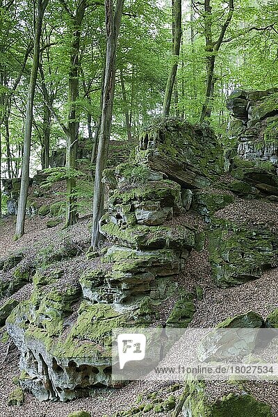 Felsformationen in Laubwald-Lebensraum  Deutsch-Luxemburgischer Naturpark  Rheinland-Pfalz  Deutschland  Mai  Europa