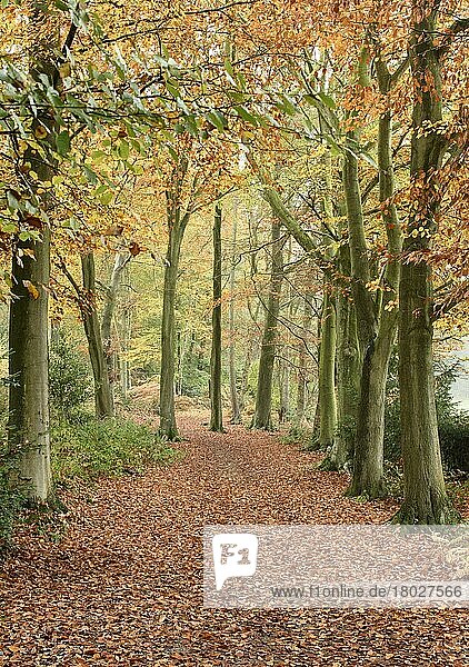 Waldlebensraum der Rotbuche (Fagus sylvatica)  mit herbstlich gefärbten Blättern  Beacon Hill  Charnwood Forest  Leicestershire  England  November