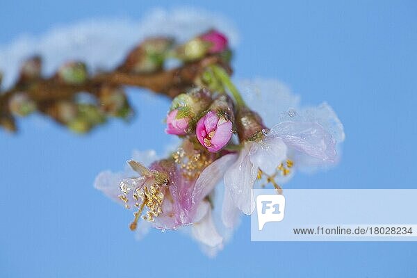 Rosenknospen-Kirsche (Prunus x subhirtella) 'Autumnalis Rosea'  Nahaufnahme der Blüten mit Schnee  wächst im Garten  Powys  Wales  Januar