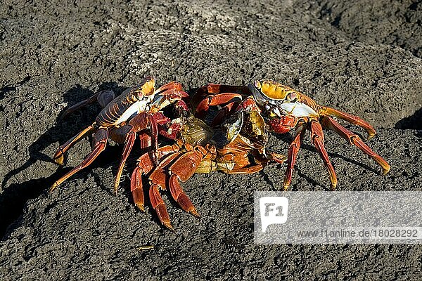 Two sally lightfoot crabs (Grapsus grapsus) feed on dead crab