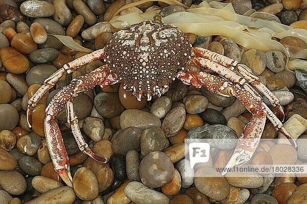 Spiny crab (Maia squinado) dead adult  washed up on the beach  Chesil Beach  Dorset  England  United Kingdom  Europe