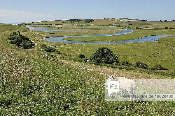 Domestic sheep  flock  grazing on hillside overlooking meandering river in coastal floodplain  River Cuckmere  Seven Sisters Country Park  Cuckmere Haven  East Sussex  England  United Kingdom  Europe