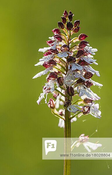 Frauenorchidee (Orchis purpurea) Nahaufnahme eines Blütenstachels  Kent  England  Mai