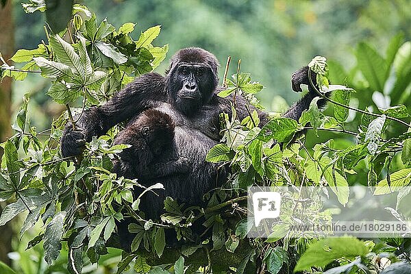 Berggorilla (Gorilla beringei) Mutter mit jungem  einmonatigem Baby  das in einem Baum frisst  Mitglied der Katwe-Gruppe  Bwindi-Nationalpark mit undurchdringlichem Wald  Uganda  Afrika