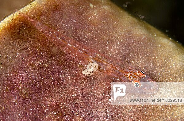 Schlanker erwachsener Spongegoby (Phyllogobius platycephalops)  mit Parasiten- und Eihülle  auf Schwamm ruhend  Padar Island  Komodo N. P. Kleine Sunda-Inseln  Indonesien  März  Asien