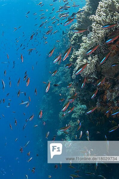 Blue-striped fusiliers (Pterocaesio tile) adults  shallows swimming in the reef  Tutuntute  Wetar Island  Barat Daya Islands  Lesser Sunda Islands  Maluku Province  Indonesia  Asia