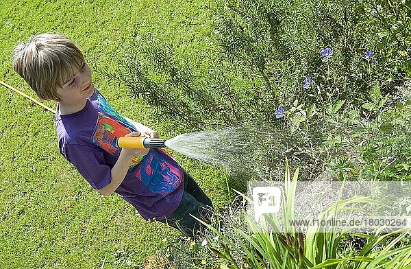 Junge gießt Pflanzen im Garten mit einem Schlauch  Norfolk  England  Juli