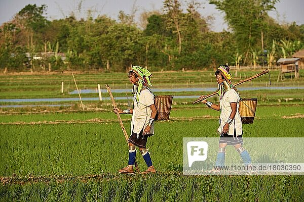 2 Frauen aus Kayan Lahwi mit Messinghalsschleifen und traditioneller Kleidung in einem Reisfeld  Pan Pet Region  Kayah State  Myanmar  Asien