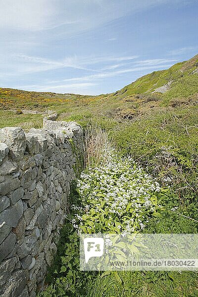 Bärlauch (Allium ursinum) blüht  wächst an einer Trockenmauer  Gower Peninsula  Glamorgan  Wales  Mai