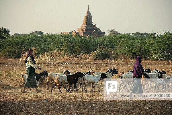 Hausziege  Herde  mit Ziegenhirten und buddhistischem Tempel in der Ferne  Bagan  Region Mandalay  Myanmar  Januar  Asien