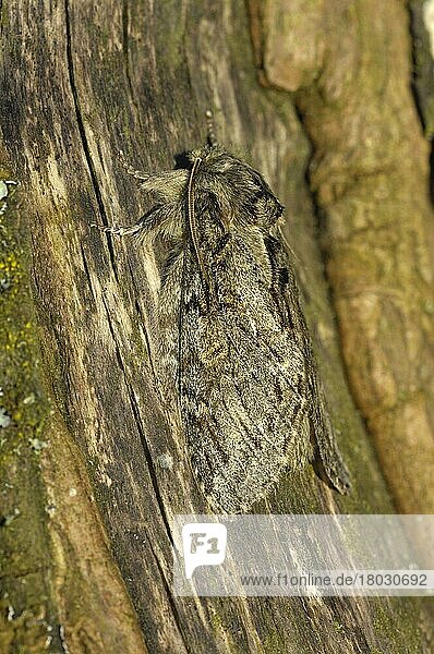 Eichenzahnspinner  Insekten  Motten  Schmetterlinge  Tiere  Andere Tiere  Great Prominent Moth (Peridea anceps) adult  camouflaged on bark  Oxfordshire  England  april