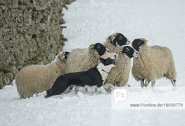 Domestic dog  Border Collie Sheepdog  adult  herding Swaledale ewes in the snow  Hawes  Wensleydale  Yorkshire Dales N. P. North Yorkshire  England  United Kingdom  Europe
