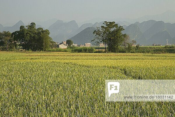 Reis (Oryza sativa)  der im Reisfeld wächst  mit Kalkstein-Karstformationen im Hintergrund  Guilin  Autonome Region Guangxi Zhuang  China  Oktober  Asien