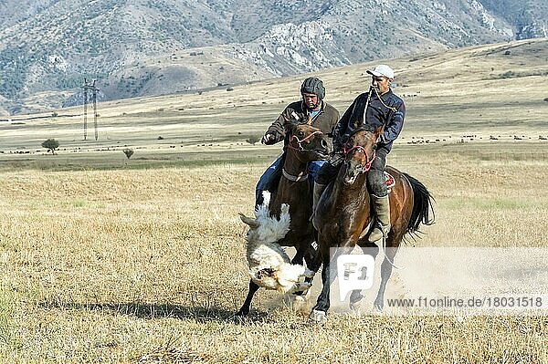 Traditional Kokpar or Buzkashi in the outskirts of Gabagly National Park  Shymkent  Southern Region  Kazakhstan  Central Asia  For editorial use only  Asia