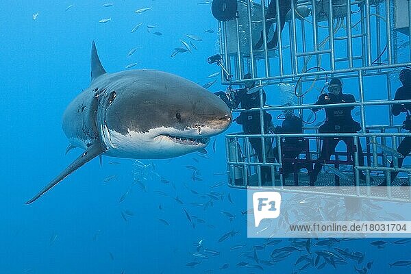 Cage diving with great white shark (Carcharodon carcharias)  Guadalupe Island  Mexico  Central America