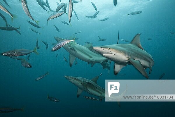 Schwarzspitzenhaie (Carcharhinus limbatus)  Aliwal Shoal  Indischer Ozean  Südafrika