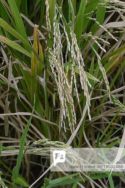 Erntereifer Reis an Reispflanzen (Oryza sativa) im Reisfeld  Munduk  Nordbali  Bali  Indonesien  Asien
