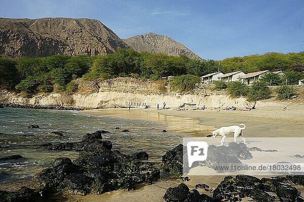 Weißer Hund  Strand von Tarrafal  Monte Graciosa  Tarrafal  Insel Santiago  Kap Verde  Afrika