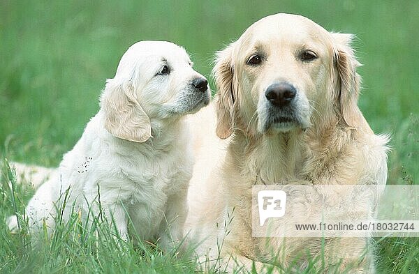 Golden Retriever with puppy  7 weeks old  Golden Retriever mit Welpe  7 Wochen alt (Saeugetiere) (mammals) (animals) (Haushund) (domestic dog) (Haustier) (Heimtier) (pet) (außen) (outdoor) (Wiese) (meadow) (frontal) (head-on) (von vorne) (liegen) (lying) (sitzen) (sitting) (adult) (Jungtier) (young) (Mutter & Kind) (mother & baby) (zwei) (two) (Querformat) (horizontal)