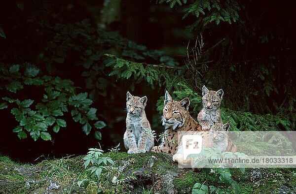 European Lynx  female with youngs  Luchse  Weibchen mit Jungtieren  Europäischer Luchs (Lynx lynx)  cub