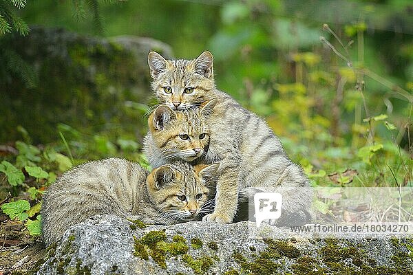 Wildcat (Felis silvestris)  three kitten  captive