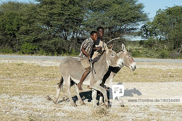 Boys on donkeys  Rundu  Namibia  Africa