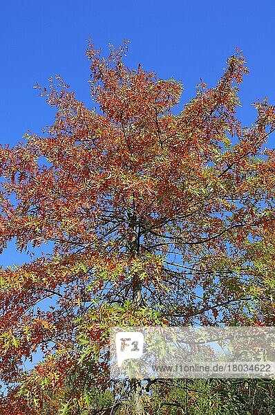 Scharlacheiche (Quercus coccinea) im Herbst  Nordrhein-Westfalen  Deutschland  Europa
