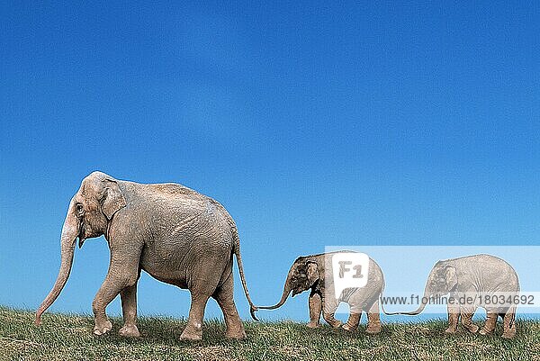 Asiatischer Elefant (Elephas maximus) mit Jungtieren  seitlich