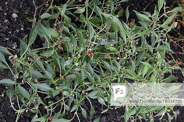 Halbstrauchiger Cayennepfeffer (Capsicum) frutescens  Amerika