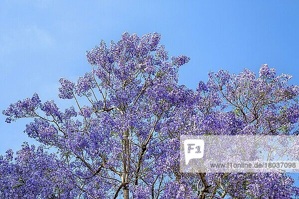 Jacaranda-Baum in voller Blüte  San Diego  Kalifornien  USA  Nordamerika