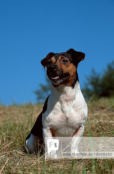 Jack-Russell-Terrier (animals) (außen) (outdoor) (frontal) (head-on) (von vorne) (Wiese) (meadow) (Sommer) (summer) (sitzen) (sitting) (adult) (Säugetiere) (mammals) (Haushund) (domestic dog) (Haustier) (Heimtier) (pet) (dreifarbig) (tricoloured)