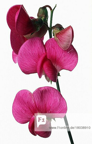 Wicke  Blumen  Edelwicke (Lathyrus odoratus)  Blüten (Pflanzen) (Pflanzen) (Gartenpflanze) (Schmetterlingsblütler) (Papolionoideae) (Hülsenfrüchtler) (Leguminosae) (rosa) (Freisteller) (ausschneiden) (innen) (Studio) (innen) (vertikal) (Objekt) (Blüte) (Blüte)