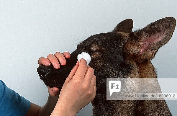 Dogs  eye is cleaned  German shepherd dog  cleaning eyes