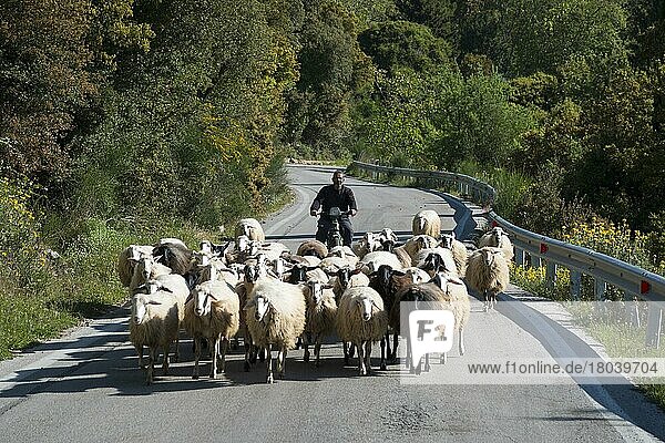 Schafherde  Achaia  Peloponnes  Griechenland  Schafe  Europa