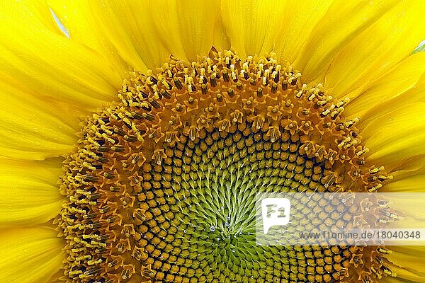 Gewöhnliche Sonnenblume (Helianthus annuus)  Nahaufnahme mit Blütenkopf  der die Blütchen zeigt