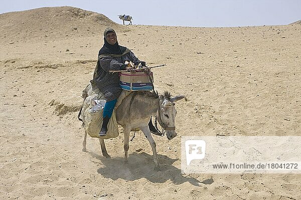 Woman on donkey  domestic donkey  Egypt  Africa