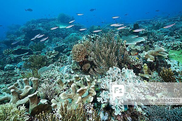 Riff mit Hartkorallen und Lederkorallen (Acropora)  Tanimbar Inseln  Molukken  Indonesien  Asien