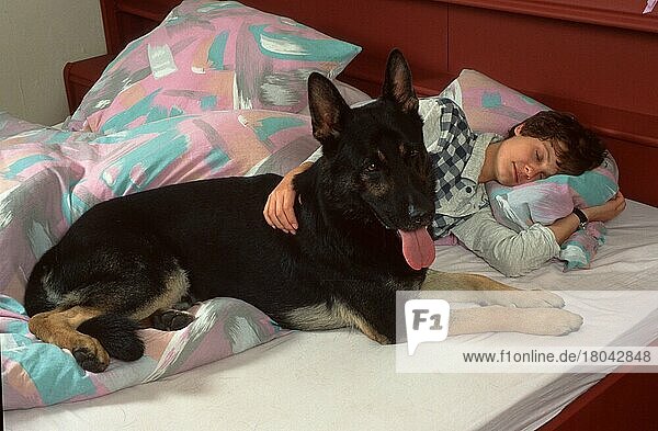 German shepherd dog  in bed with woman  Alsatian