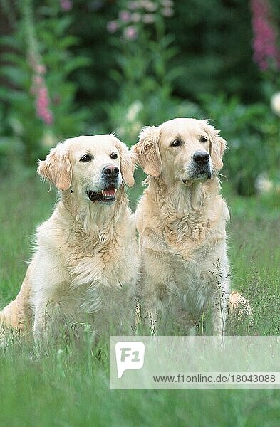 Golden Retriever  pair  Paar (Saeugetiere) (mammals) (animals) (Haushund) (domestic dog) (Haustier) (Heimtier) (pet) (außen) (outdoor) (Wiese) (meadow) (frontal) (head-on) (von vorne) (freundlich) (friendly) (sitzen) (sitting) (adult) (zwei) (two)
