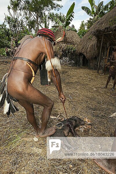 Dani-Mann schlachtet Schwein  für Schweinefest  Baliem-Tal  West-Papua  Dani  Dani-Stamm  Indonesien  Asien