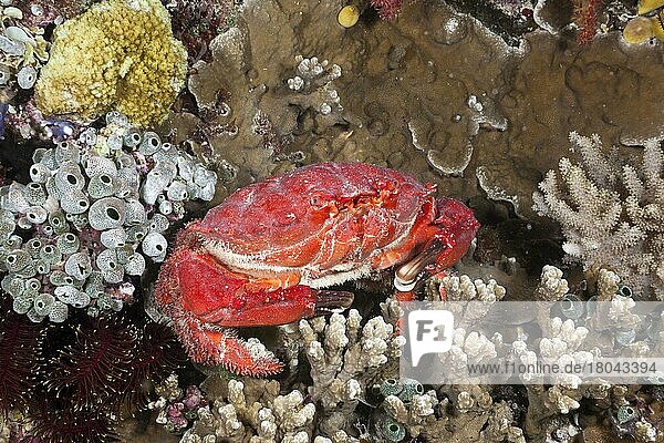 Red round crab  Etisus splendidus  Wakaya  Lomaiviti (Etisus splendidus)  Fiji  Fiji Islands  Fiji  Oceania