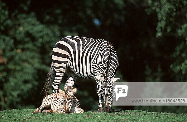 Grantzebras  Stute mit ruhendem Fohlen (Equus zebra boehmi)  Boehmzebras (Afrika) (Säugetiere) (mammals) (Huftiere) (hoofed animals) (Pferdeartige) (equids) (Unpaarhufer) (außen) (draußen) (Wiese) (erwachsen) (schwarz-weiß) (Mutter & Kind) (Mutter & Baby) (zwei) (fressen) (stehen) (liegen) (vertrauen) (Querformat) (horizontal) (Jungtier) (jung) (weiblich) (weiblich)