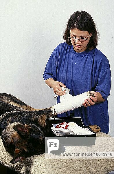 1. Hilfe beim Hund  Pfote wird verbunden  provisiorische Beinschiene wird angelegt  First Aid for dog  paw beeing bandaged (animals) (Säugetiere) (mammals) (Haushund) (domestic dog) (Haustier) (Heimtier) (pet) (innen) (Hand) (liegen) (lie) (lying) (adult) (Mensch & Tier) (human & animal) (Vertrauen) (trust) (confidence)