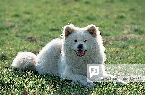 Akita-Inu  langhaarig  Akita Inu  long-haired (animals) (Säugetiere) (mammals) (Haushund) (domestic dog) (Haustier) (Heimtier) (pet) (außen) (outdoor) (Gegenlicht) (back light) (Wiese) (meadow) (weiß) (white) (freundlich) (friendly) (hecheln) (panting) (liegen) (lying) (adult) (Querformat) (horizontal)