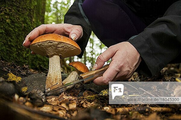 Leccinum aurantiacum (Leccinum aurantiacum) Mushroom picking  Rhineland-Palatinate  Germany  Europe
