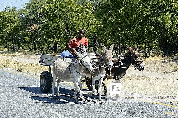 Donkey team  north of Maun  Botswana  Africa